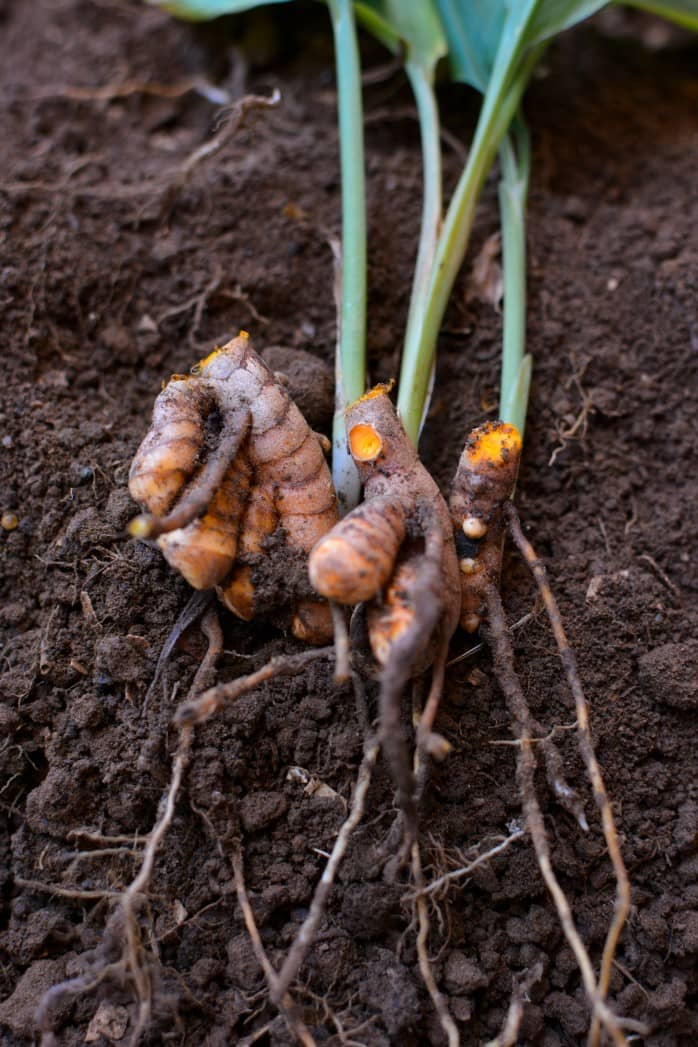 Turmeric Root